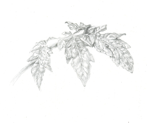 Tomato Leaf