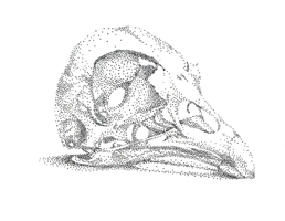 Chicken Skull