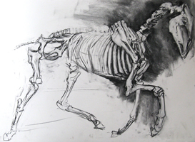 Horse Skeleton