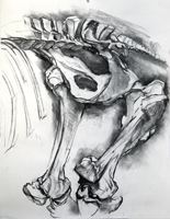 Horse Pelvis