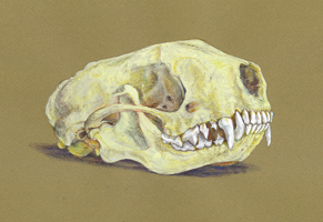 Striped Skunk Skull